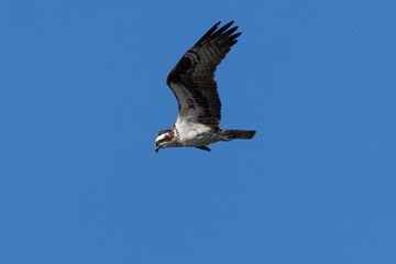 Obraz premium Very close view of an Osprey (sea hawk) flying in beautiful light, seen in the wild in North California.