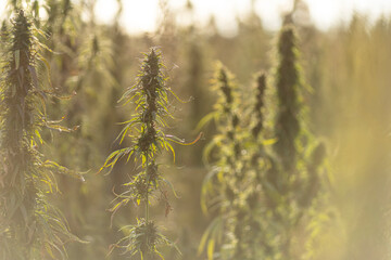 Field landscape with cannabis, used for medical treatment of fatal diseases like cancer, smoking for fun causing addiction, and for industrial use like constructions, textile production, insulation.