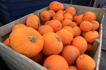 A box full of orange pumpkins for Halloween