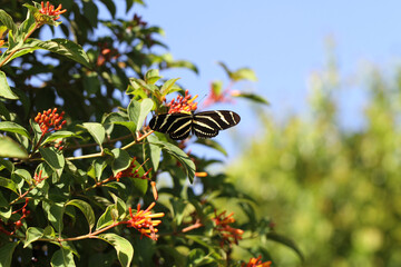 Zebra Longwing Butterflies on Firebush Flowers in Florida Garden — Native Pollinators in Natural Habitat