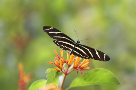 Zebra Longwing Butterfly Feeding on Firebush Flowers &mdash; Native Florida Pollinator in Natural Light
