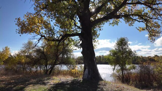 A very beautiful autumn landscape with golden trees. 4K video 60 fps. Very beautiful red tree crowns turned yellow in autumn. Beautiful shots of nature against the sky.