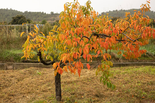Un &aacute;rbol de caqui en oto&ntilde;o (Diospyros kaki)