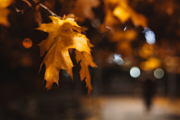 Autumn leaf illuminated against a blurred background with bokeh lights. Vibrant oak leaves is the...