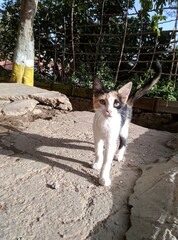 Fototapeta premium Cute young calico kitten resting and exploring outdoors