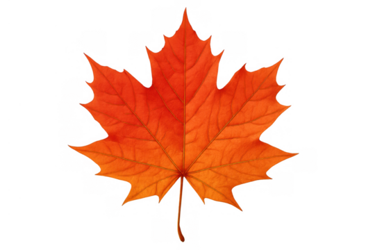 Maple leaf displaying rich autumn orange and red hues, symbolizing fall season on a transparent background