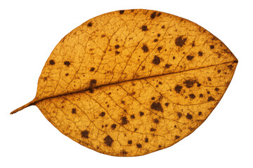 Fototapeta premium Dry autumn leaf displaying yellow and brown colors, with distinct veins and natural decay spots, isolated on a transparent background
