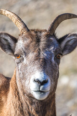 close up of a Bighorn sheep