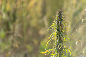 Field landscape with cannabis, used for medical treatment of fatal diseases like cancer, smoking for fun causing addiction, and for industrial use like constructions, textile production, insulation.