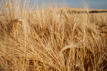 Golden wheat ears in a field under the sun. A symbol of harvest, fertility, and agriculture, representing bountiful nature