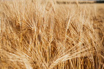 Golden wheat field at sunset, close-up. Ripe ears symbolize harvest, abundance, and natural beauty. Perfect for agriculture, food, and seasonal themes