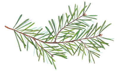 Fototapeta premium Watercolor illustration of a single fir branch with green needles and brown stem on white background. Hand-painted botanical element perfect for Christmas design, winter decor, and natural composition