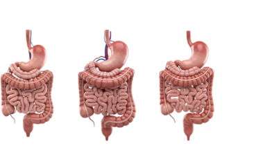 anatomical set of the human gut showing small and large intestines, stomach, and digestive tract components, representing digestive system function and medical education