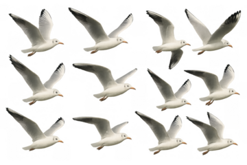 Seagulls flying sequence with transparent background capturing bird movement, freedom, and wildlife