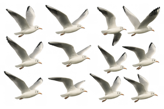 Seagulls flying sequence with transparent background capturing bird movement, freedom, and wildlife