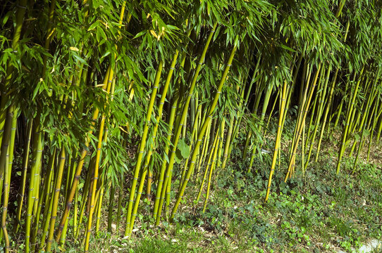 for&ecirc;t de bambous