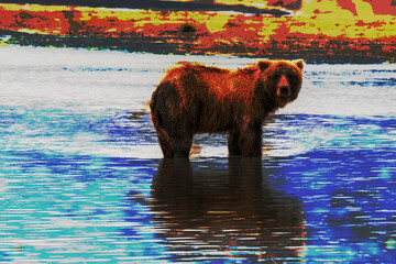 Arsty colorful bear standing in a river fishing in Alaska with reflection in the water