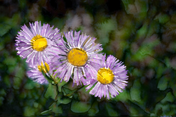 Oil painting of  purple showy daisy wildflowers in the Colorado mountains