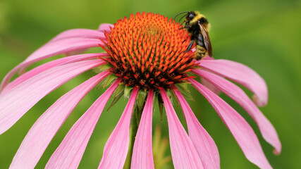 Bee sit on the echinacea flower. Pollination of a flower close-up.