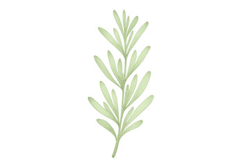 Naklejka premium Rosemary sprig botanical drawing on transparent background, fresh fragrant herb for cooking and wellness concepts