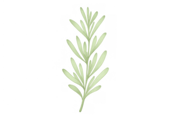 Rosemary sprig botanical drawing on transparent background, fresh fragrant herb for cooking and wellness concepts