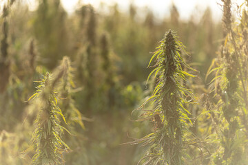 Field landscape with cannabis, used for medical treatment of fatal diseases like cancer, smoking for fun causing addiction, and for industrial use like constructions, textile production, insulation.
