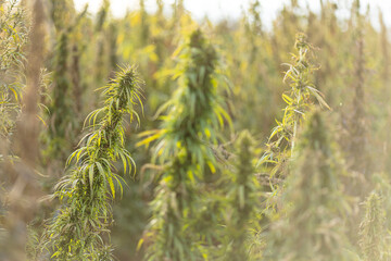 Field landscape with cannabis, used for medical treatment of fatal diseases like cancer, smoking...