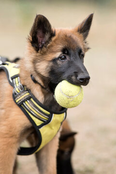 chiot berger belge malinois