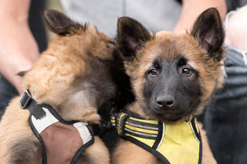 chiot berger belge malinois © beatrix kido