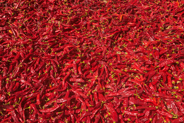 Fototapeta premium A vibrant, full-frame background of countless red chili peppers. The abundant harvest creates a rich, spicy texture, representing agricultural production and culinary ingredients.