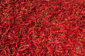 Fototapeta premium A vibrant, full-frame background of countless red chili peppers. The abundant harvest creates a rich, spicy texture, representing agricultural production and culinary ingredients.