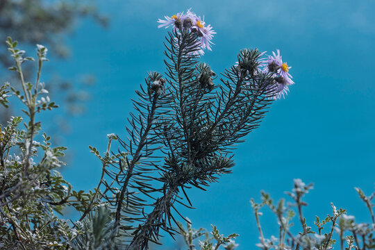 Close-up of native high Andean flora at Paron Lagoon, Huascaran National Park, Peru. Delicate purple wildflowers with needle-like leaves stand against a blurred blue Paron lake water background