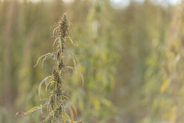 Field landscape with cannabis, used for medical treatment of fatal diseases like cancer, smoking for fun causing addiction, and for industrial use like constructions, textile production, insulation.