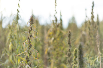 Field landscape with cannabis, used for medical treatment of fatal diseases like cancer, smoking for fun causing addiction, and for industrial use like constructions, textile production, insulation.