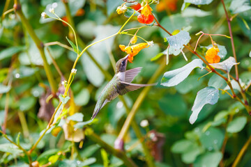 Ruby throated hummingbird in a field of jewel weed flowers in Roswell Georgia. © Wildspaces