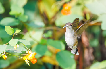 Ruby throated hummingbird in a field of jewel weed flowers in Roswell Georgia.
