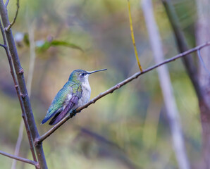Naklejka premium Ruby throated hummingbird in a field of jewel weed flowers in Roswell Georgia.