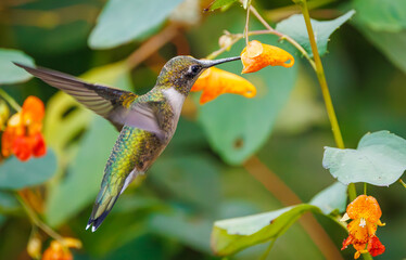 Naklejka premium Ruby throated hummingbird in a field of jewel weed flowers in Roswell Georgia.