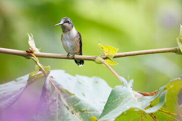 Naklejka premium Ruby throated hummingbird in a field of jewel weed flowers in Roswell Georgia.