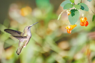 Naklejka premium Ruby throated hummingbird in a field of jewel weed flowers in Roswell Georgia.