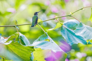 Naklejka premium Ruby throated hummingbird in a field of jewel weed flowers in Roswell Georgia.