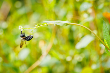 Small carpenter bee hanging off a leaf at Roswell boardwalk in Roswell Georgia.