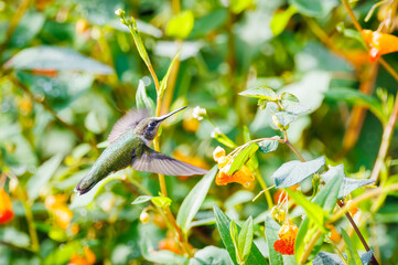 Naklejka premium Ruby throated hummingbird in a field of jewel weed flowers in Roswell Georgia.