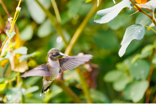 Ruby throated hummingbird in a field of jewel weed flowers in Roswell Georgia.