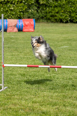 berger des shetland en agility 