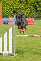 beauceron en agility