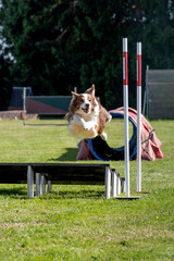 border collie en agility