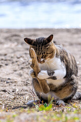 北海道洞爺湖町、両手で枝を抱えて祈る野良猫【9月】