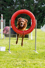 setter irlandais rouge en agility