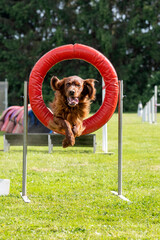 setter irlandais rouge en agility